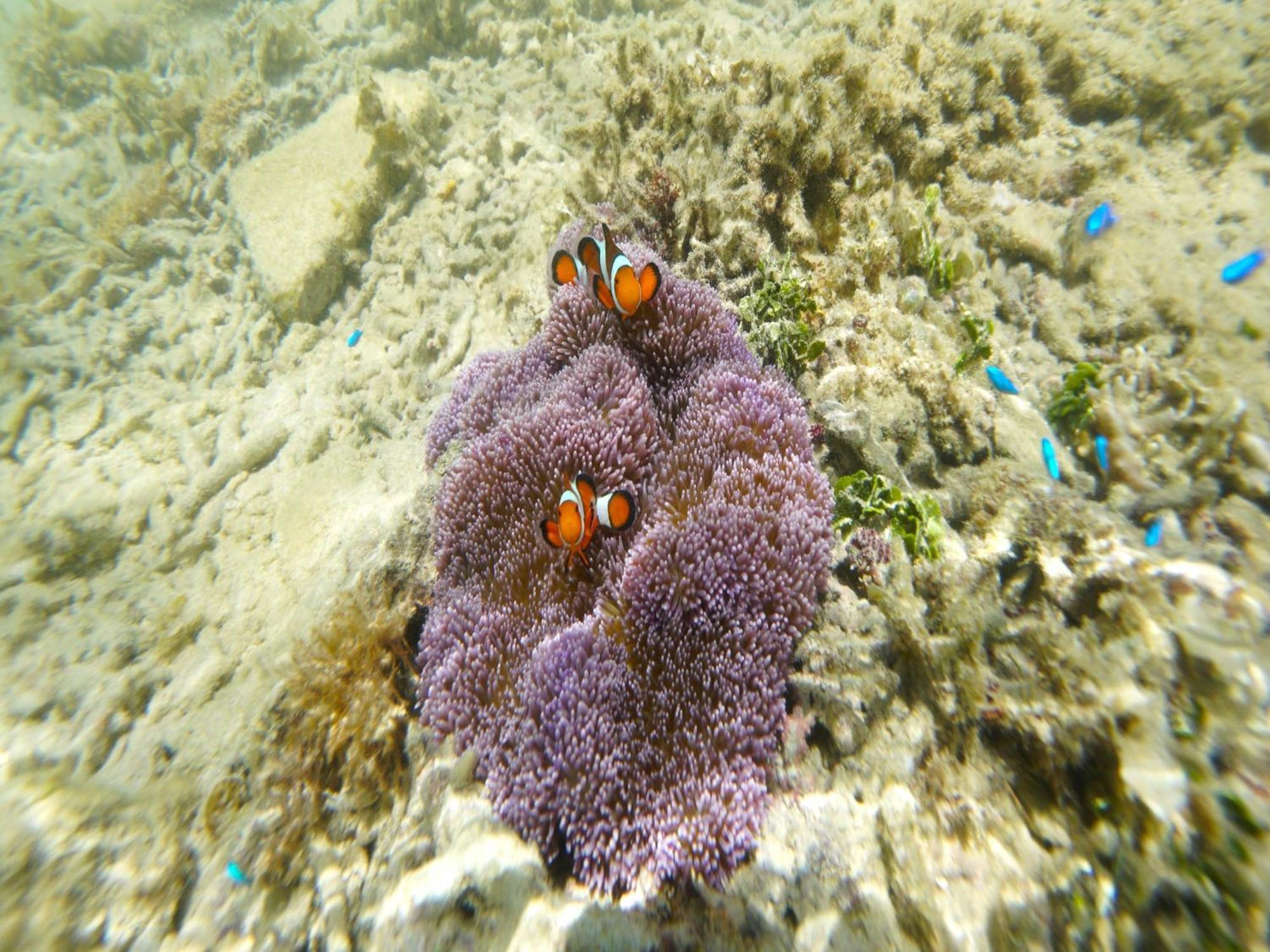 Churaumi On The Beach Motobu Exterior foto
